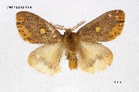 藏品(黃斑黃毒蛾)的圖片